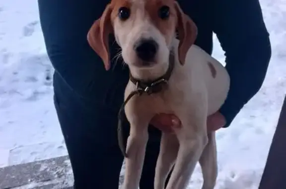 Найденные животные Самара, фото: Найдена собака, Красноармейская улица, Самара - очень ласковая