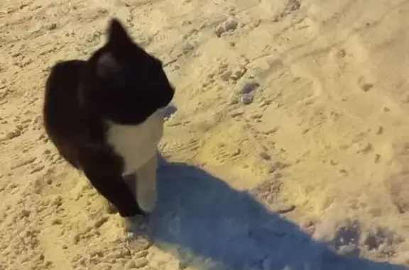 Найдена кошка, Волгоград, фото: Найдена кошка, улица Чебышева, 38, Волгоград, домашний вид