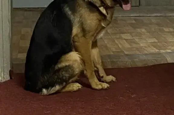 Пропала собака, улица Чупрова, 38, Иркутск - маленькая, полгода - photo