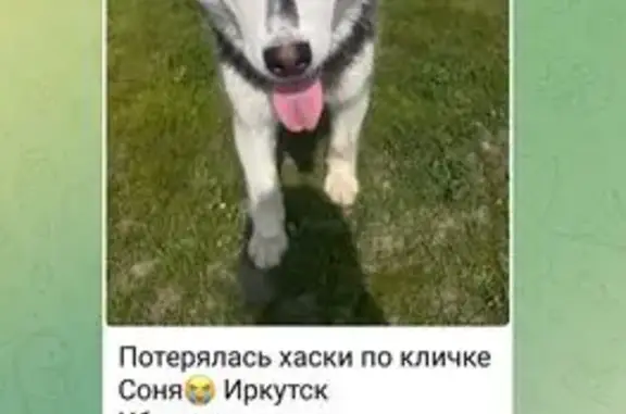 Пропала собака, улица Жуковского, Иркутск - хаски, разноглазая - photo