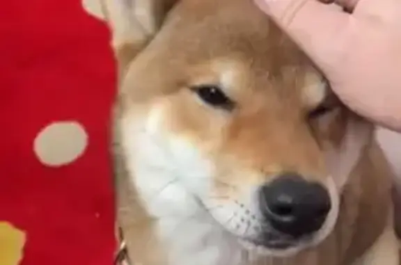 Найдена собака, Ростов-на-Дону, фото: Найден собака, Орбитальная улица, 42, Ростов-на-Дону