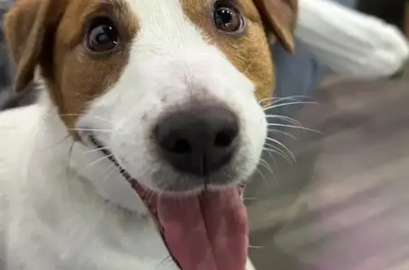 Найдена собака, Владимир, фото: Найден собака, 1-й Кирпичный проезд, 4, Владимир