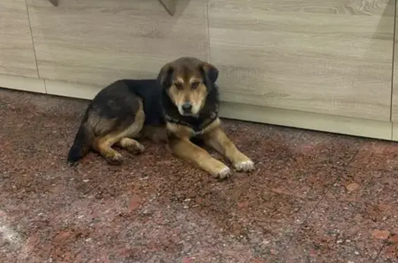 Найдена собака, Тула, фото: Найдена собака, улица Кутузова, Тула