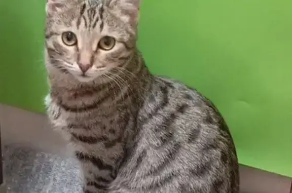 Пропал кот, улица Декабристов, 5А, Гай - коричневый полосатый окрас (табби) - photo