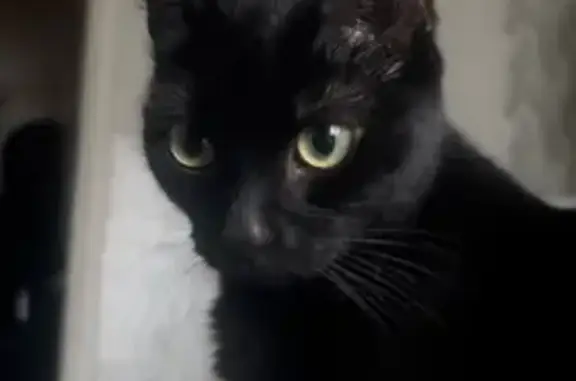 Кошки потеряшки, Северодвинск, фото: Потеряшка кошка, ул. Коновалова 12, С-двинск