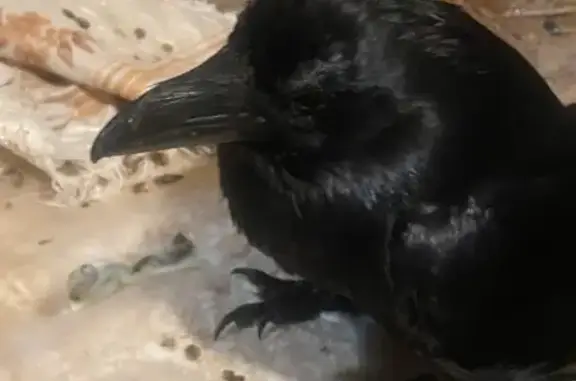 Найденные животные Маслово, фото: Найдена птица, Маслово, Московская область - крупный чёрный ворон