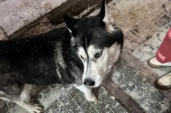 Найденные животные Нижний Новгород, фото: Найдена собака, улица Сергея Есенина, 41, Нижний Новгород - девочка породы хаски