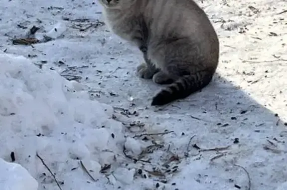 Найдена кошка, Оренбург, фото: Найдена кошка, проспект Братьев Коростелёвых, Оренбург - вислоухая голубого цвета
