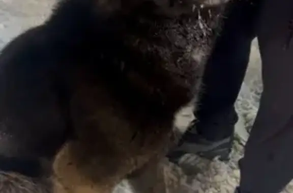 Найдена собака, Петровский, фото: Найден собака, улица Маршала Полубоярова, Петровский - молодой, ухоженный