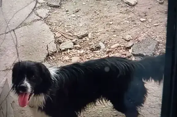 Пропал собака, улица Серова, 164, Курганинск - черно-белая, очень ручная - photo