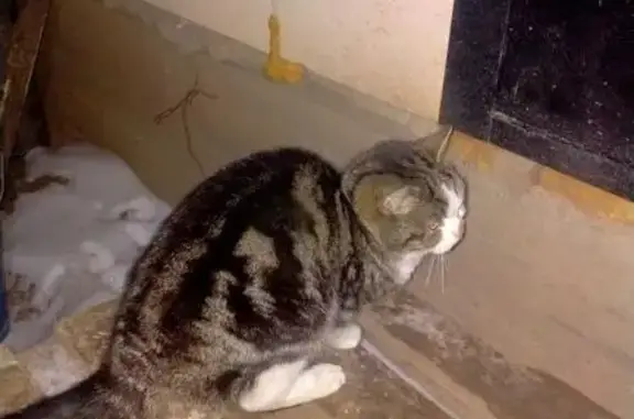 Найдена кошка, Астрахань, фото: Найдена кошка, Астрахань, Астраханская область - похожа на американскую короткошёрстную