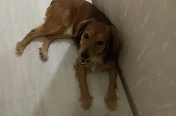 Найдена собака, Сургут, фото: Найдена собака, проезд Советов, Сургут - дружелюбный пёс