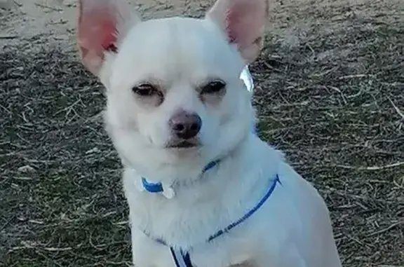 Пропал собака, Казаки, Липецкая область - белый чихуахуа - photo