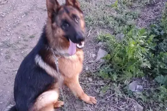 Пропал собака, улица Ульянова, 2Б, Набережные Челны - крупный кобель - photo