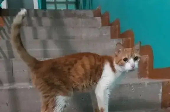 Найденные животные Уфа, фото: Найдена кошка, Уфа, ласковая рыжевато-белая