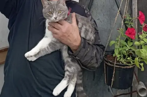 Кошки потеряшки, Петропавловск-Камчатский, фото: Потеряшка кот, улица Ополченцев, Петропавловск-Камчатский - упитанный серый с белыми лапами