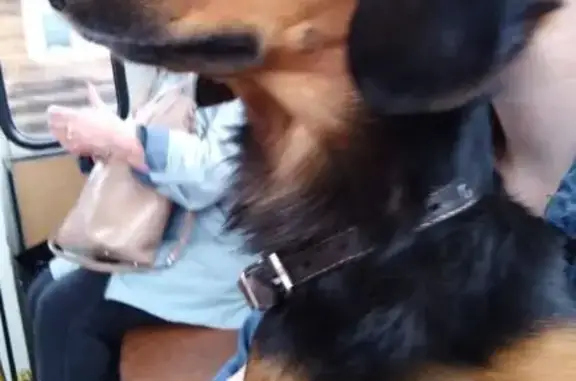 Пропала собака, улица Пушкина, 93, Алапаевск - такса длинношерстная - photo