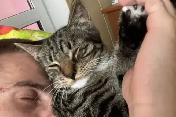 Пропал кот, улица Строителей, 4, Вольно-Надеждинское - полосатый, белые задние лапки - photo