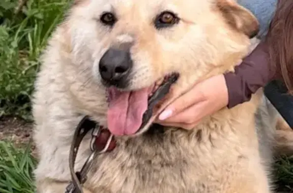 Пропала собака, Окружное шоссе, Вологда - светлый окрас - photo