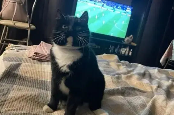 Пропал кот, улица Парижской Коммуны, 41, Владимир - photo