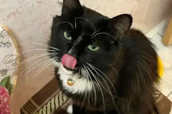 Пропала кошка на ул. Льва Толстого, 17 - photo