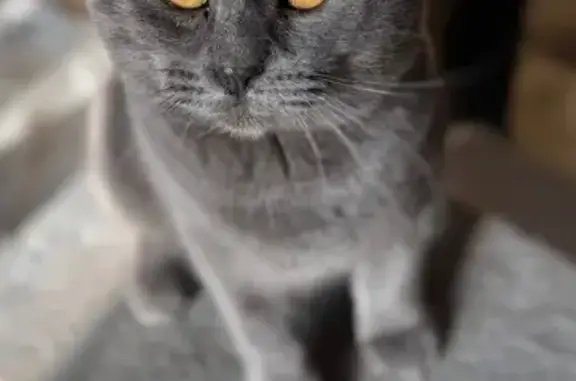 Найденные животные Ростов-на-Дону, фото: Найдена кошка, 2-я Краснодарская улица, 2, Ростов-на-Дону - серый британец