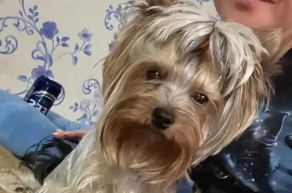 Пропала собака, 2-й Кустанайский проезд, городской округ Пенза - окрас черно-дымчатый - photo