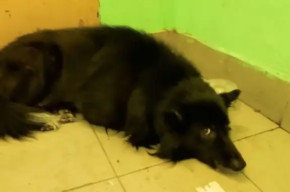 Найденные животные Санкт-Петербург, фото: Найден собака, мужской, проспект Александровской Фермы, 2, Санкт-Петербург