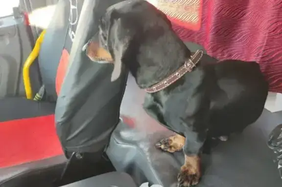 Найдена собака, Тамбов, фото: Найден собака, Тамбов, Тамбовская область - такса в районе Пигмента