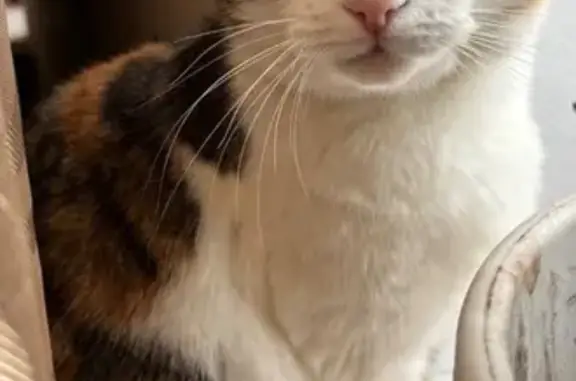 Пропала кошка, Степная улица, 74, Ижевск - ласковая и энергичная - photo