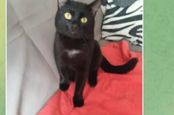 Пропал кот, улица Советских Космонавтов, 3, Ревда - полностью чёрный с белыми волосами на грудке - photo