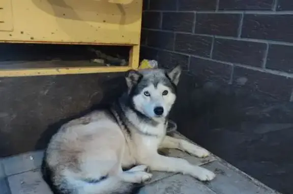 Найденные животные Батайск, фото: Найдена собака, женский пол, улица 1-й Пятилетки, 2Ж, городской округ Батайск