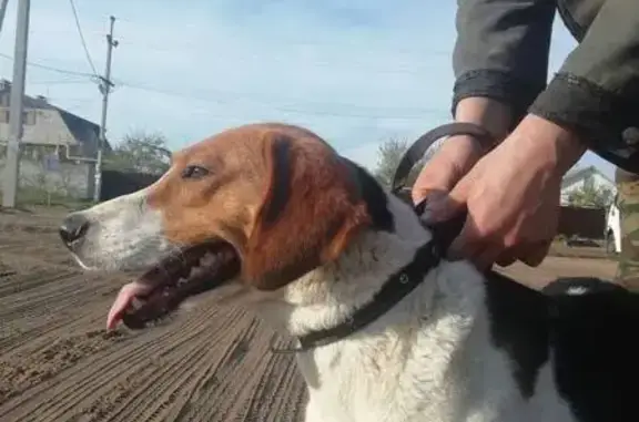 Пропала собака, мужской, Луговая улица, Орлово - откликается на кличку Герда - photo