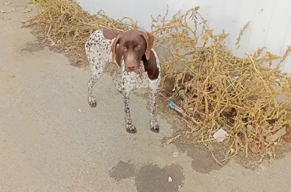 Найдена собака, Кучугуры, фото: Найдена собака, девочка, Кучугуры, Краснодарский край - шоколадно-пятнистая курцхаар