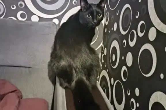 Найденные животные Уфа, фото: Найдена кошка, Борисоглебская улица, 21/1, Уфа - полностью чёрная, ухоженная домашняя