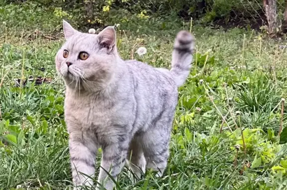 Кошки потеряшки, Лениногорск, фото: Потеряшка кот, Уральский переулок, Лениногорск