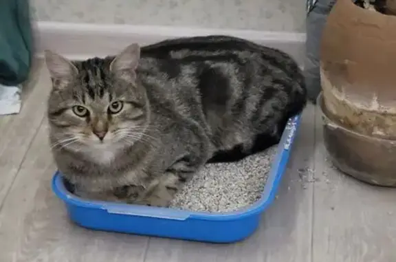 Пропал кот, Школьная улица, 12, Красномайский - крупный и ласковый - photo