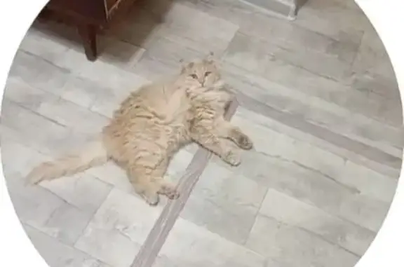 Пропал кот, улица Жуковского, 50, Коломна - рыжий, кудрявый живот - photo