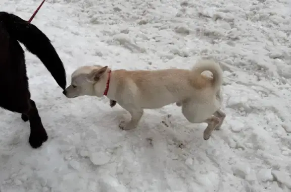 Найденные животные Санкт-Петербург, фото: Найдена собака, улица Маршала Казакова, Санкт-Петербург - мальчик с красным ошейником