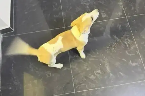 Найдена собака, Казань, фото: Найдена собака, Петербургская улица, Казань - ласковый и игривый щенок