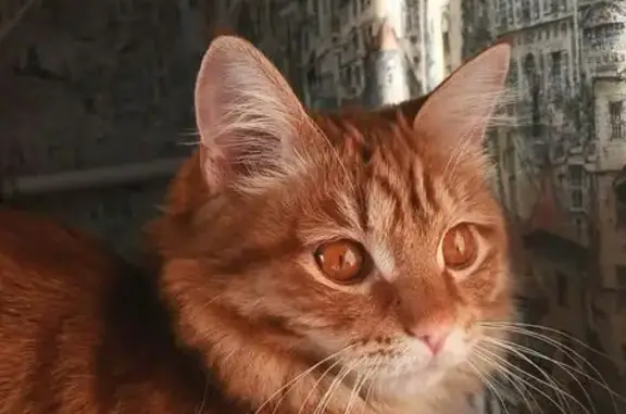 Кошки потеряшки, Заводоуковск, фото: Потеряшка кот, Полугорная улица, 53, Заводоуковск - рыжий, очень ручной