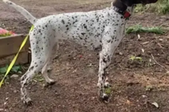 Пропала собака, 78Н-0812, Головинское сельское поселение, Головинское - добрая, не кусается - photo