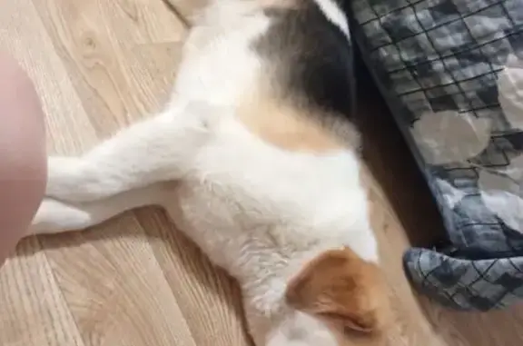 Пропал собака, улица Конструктора Духова, 1, Челябинск - зелёный ошейник - photo