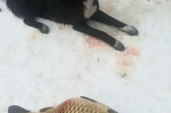 Собаки потеряшки, Королёв, фото: Потеряшка собака, улица Пушкина, 22, Королёв - чёрная лайка с белыми лапками