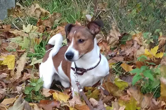 Пропал собака, Коммунистическая улица, 6Б, Курск - Джек Рассел терьер - photo