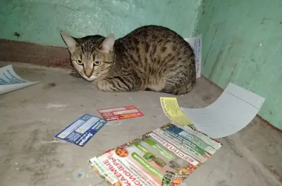 Найдена кошка, Нижний Новгород, фото: Найдена кошка, женский пол, улица Баренца, 4, Нижний Новгород - контактная, горшок знает