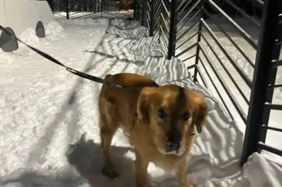 Найдена собака, Москва, фото: Найден собака, Каспийская улица, Москва - рыжий кобель