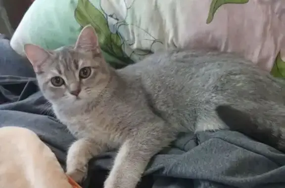 Пропал кот, улица Самохвалова, 4, Большое Буньково - шотландец не вислоухий - photo