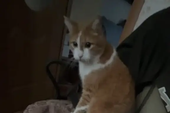 Пропал кот, Молодёжный проспект, Жигулёвск - photo