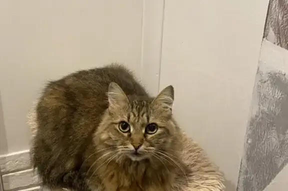 Пропала кошка, Брянская улица, 64, Воронеж - окрас коричнево-черно-белый, напоминает енотика - photo